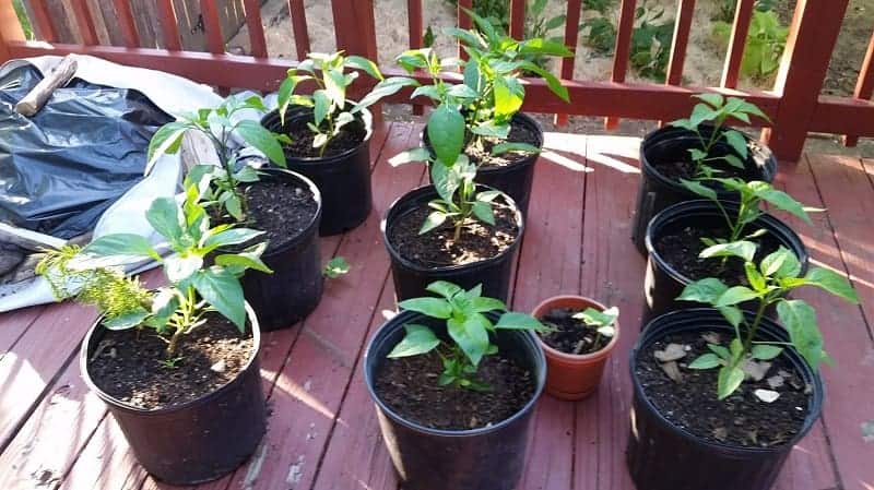 Buckets with vegetables growing