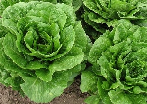 Lettuce plant