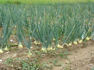 Onion Plants