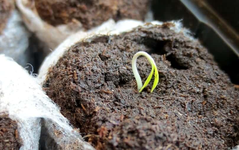 Seedling in pot