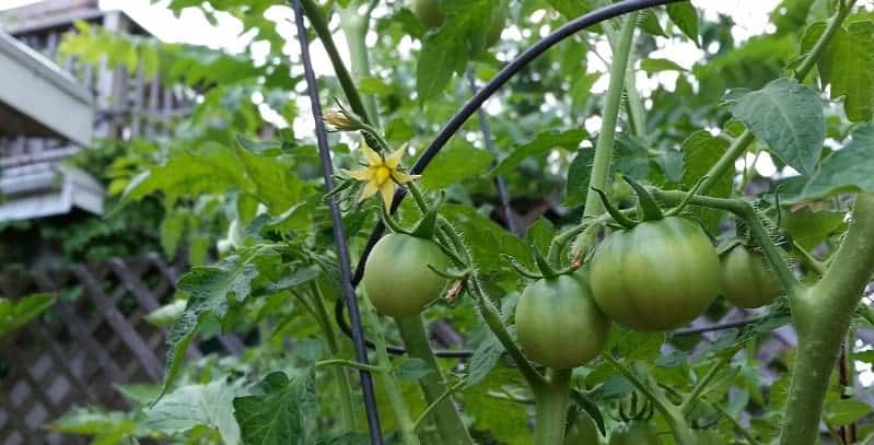 Tomato plant in tomato cage