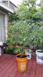 Tomato plant