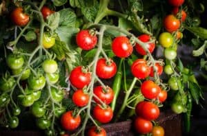 Tomato plant