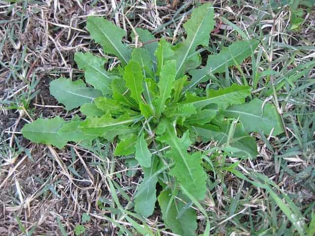 wild lettuce