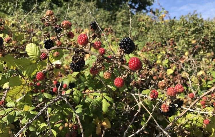 Wild blackberry bush