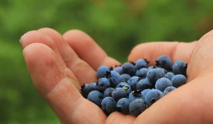 Handful of blueberries