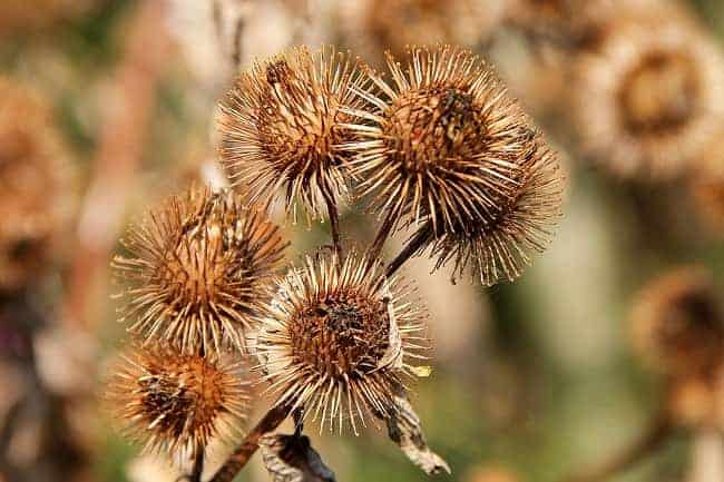 Burdock Plant