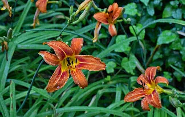 Day Lilly Plant