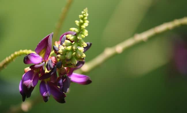 Kudzu Flower