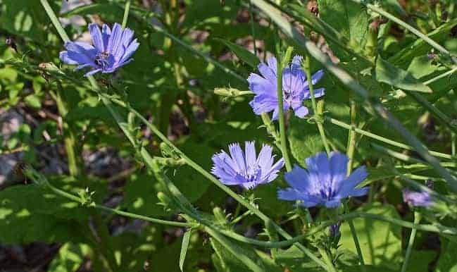 Chicory Flower