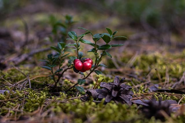 cranberries