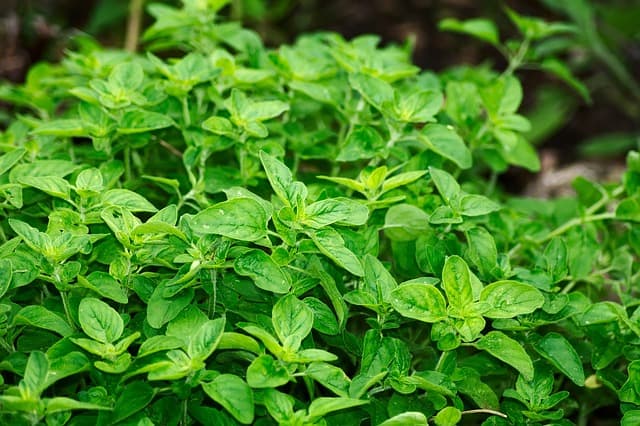 oregano antibacterial properties