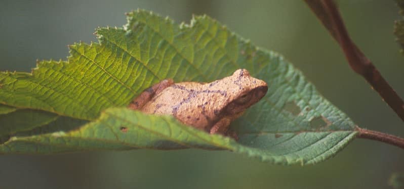 Spring peeper frog