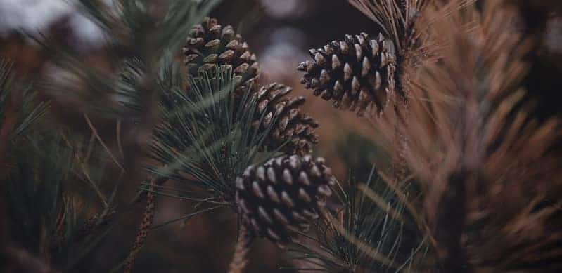 Pine cones