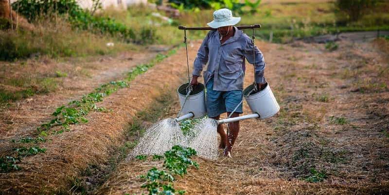 Watering vegetable plot