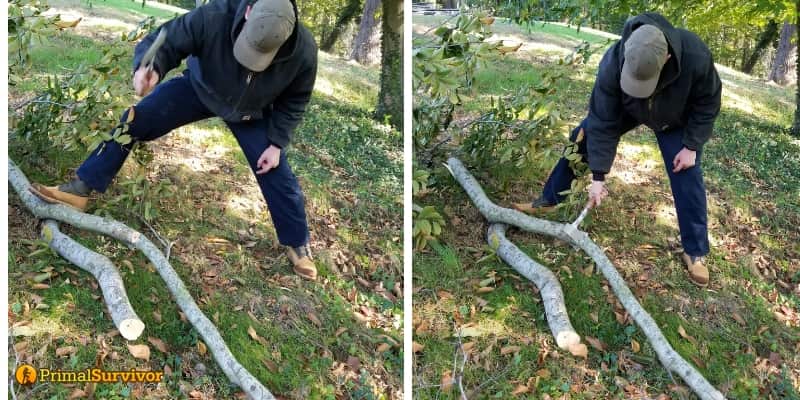 Chopping Beech Trees 