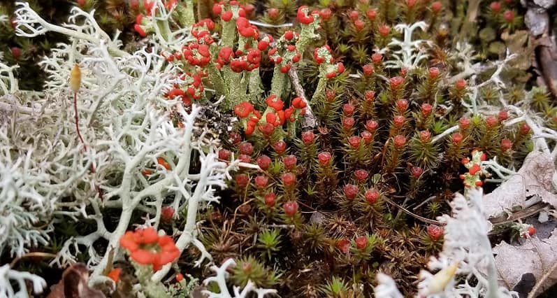 Reindeer Moss