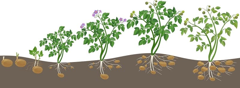 Potato plant growth cycle