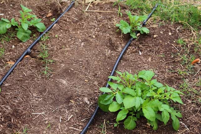 Potatoes plants