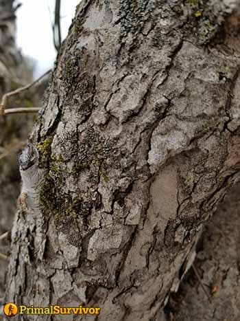 crabapple tree bark