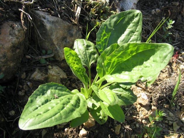 Plantain weed