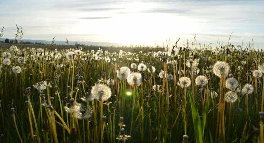 Dandelions in field