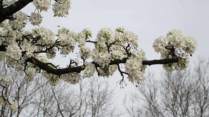 crabapple branch in flower