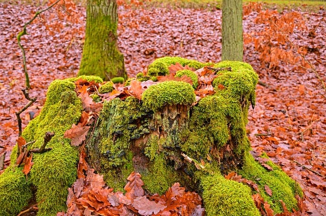 moss toilet paper alternative