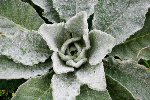 mullein as toilet paper alternative