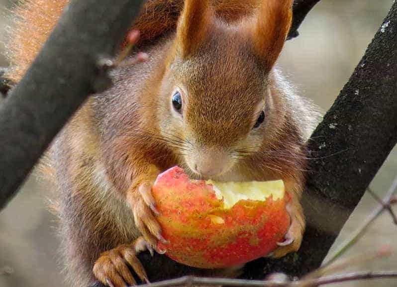 Squirrel eating apple
