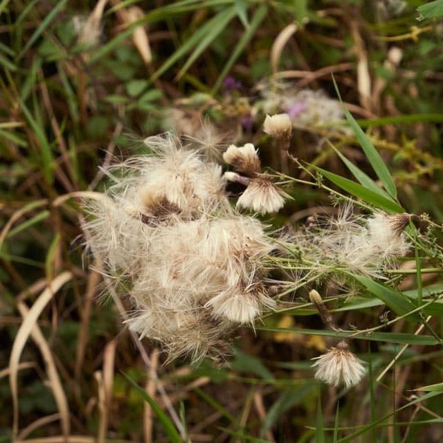 milk thistle firestarter