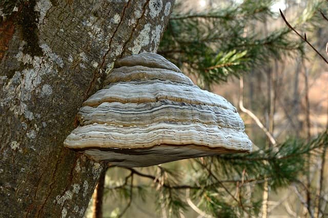 tinder mushroom