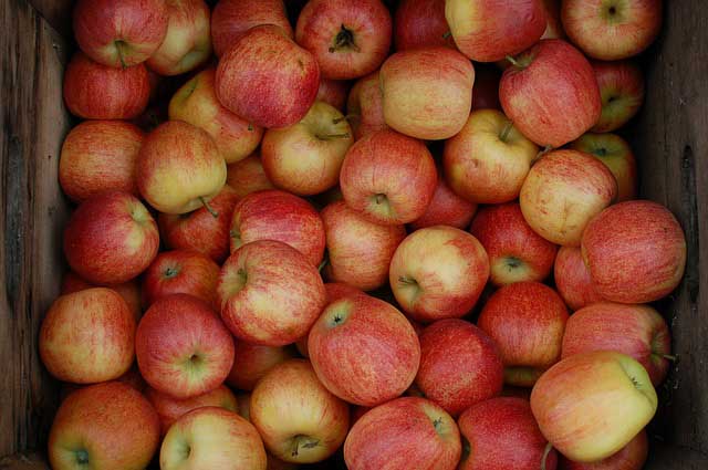 apples in root cellar