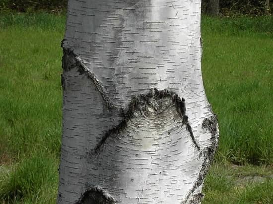 Birch tree.