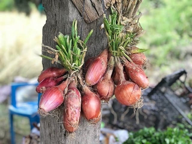 drying onions for root cellar