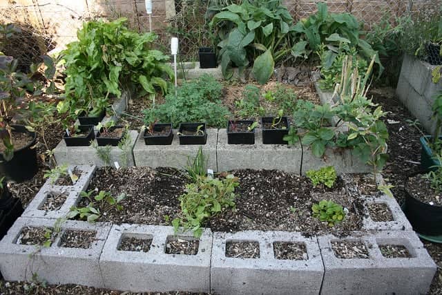 raised bed survival garden