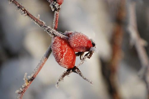 winter wild edibles rosehips