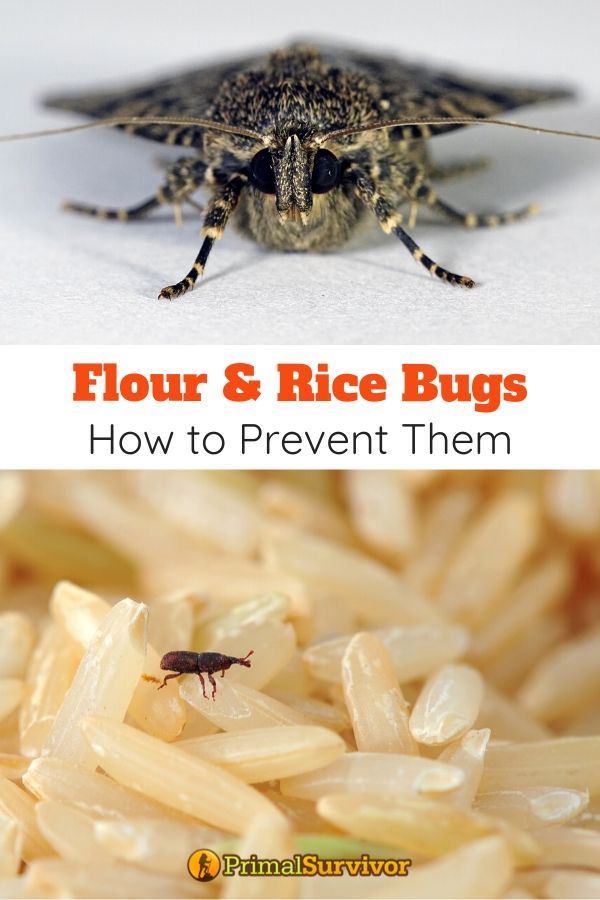 Flour and Rice Bugs How to Prevent & Get Rid of Pests in