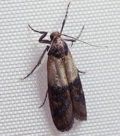 Indianmeal moth