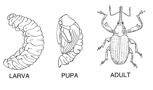 weevil life cycle