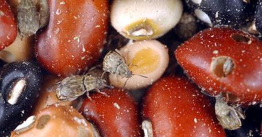 Flour and Rice Bugs: How to Prevent & Kill Pests in Your Food Stockpile