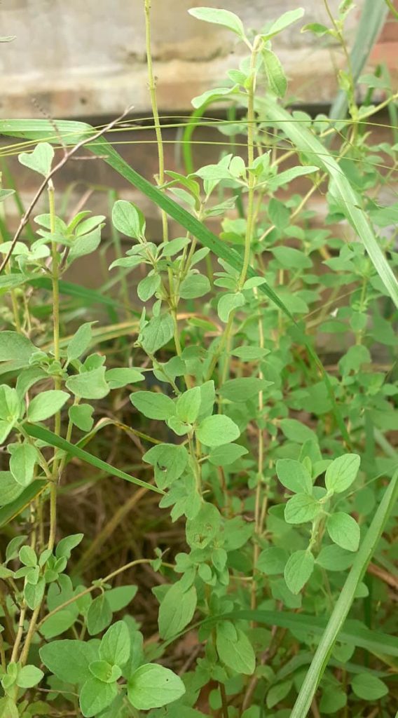 Oregano plant