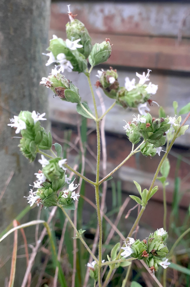 Oregano flower