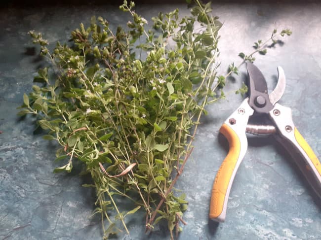 Harvested oregano