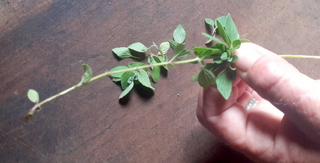 Stripping leaves