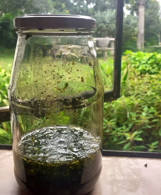 Oregano oil in jar