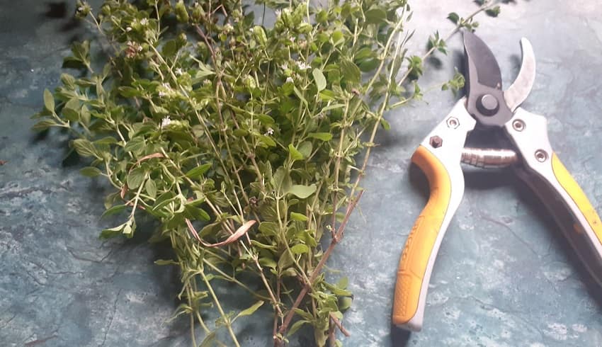 Oregano and secateurs