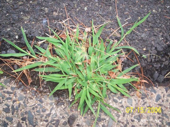 Crab grass