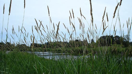 Canary Grass