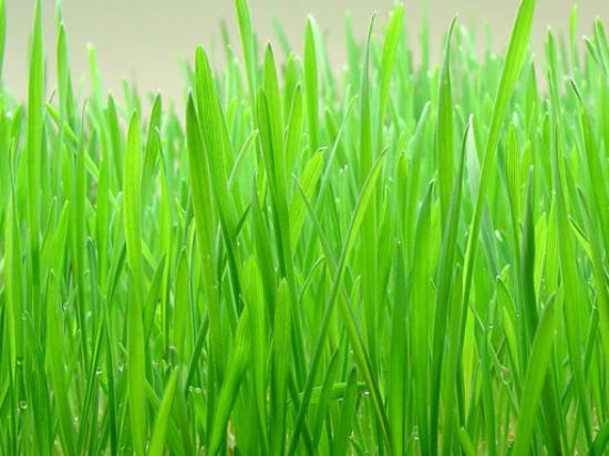 Barley Grass